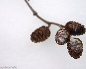 Wintery Cones - 8x6" Lustre Premium Fine Art Nature Photo Print - Affordable Artwork Decor