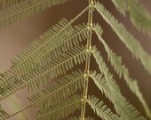 Pastel Fern - 8x6" Lustre Mounted Premium Fine Art Nature Photo Print - Affordable Artwork Decor