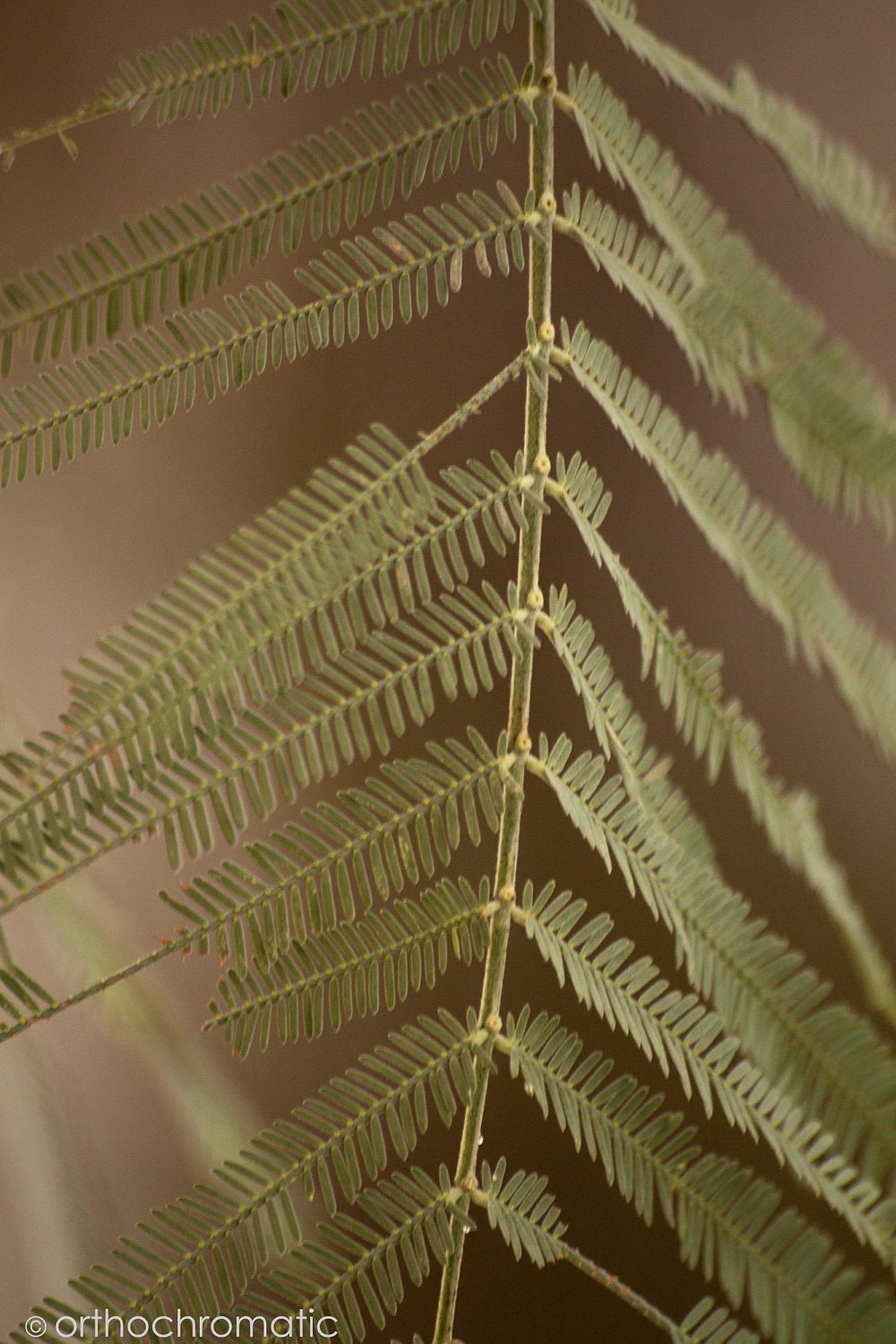 Pastel Fern - 8x6" Lustre Mounted Premium Fine Art Nature Photo Print - Affordable Artwork Decor