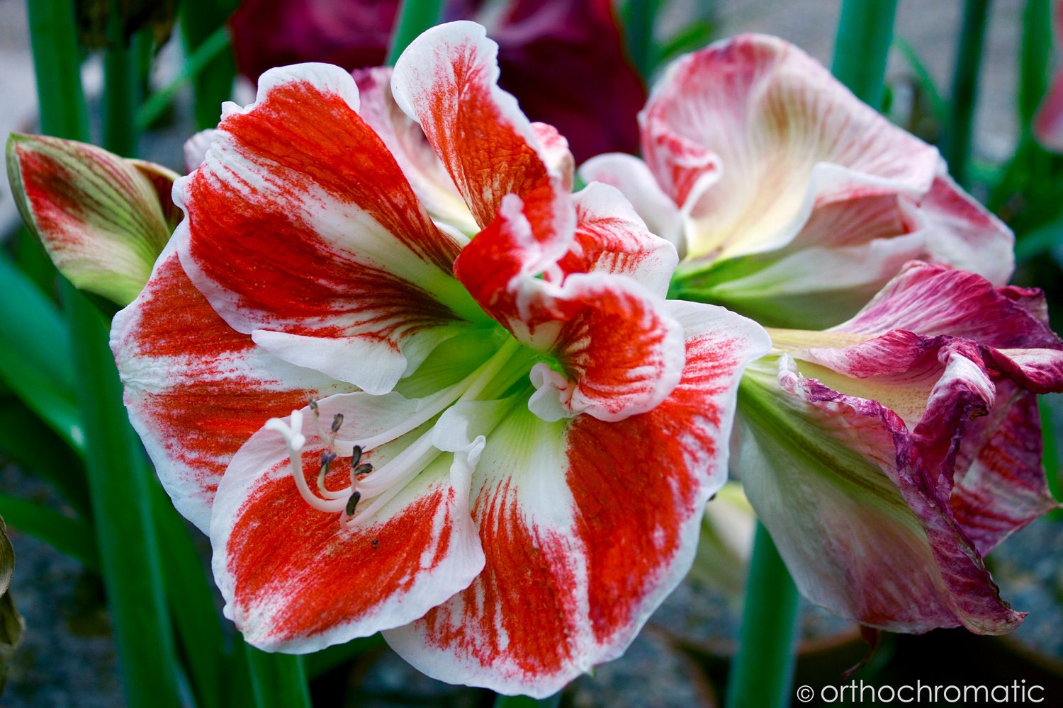 Red & White Flower - 10x8" Lustre Mounted Premium Fine Art Nature Photo Print - Affordable Artwork Decor
