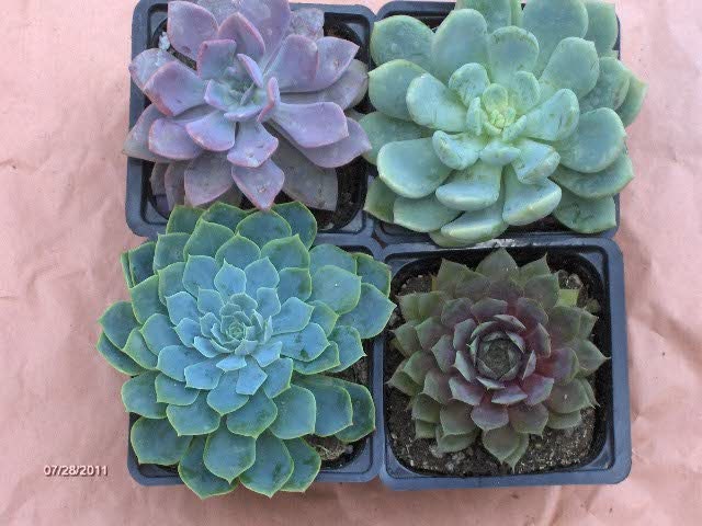 Succulent Plant Collection of 4 beautiful rosette shaped succulents in blues and grays