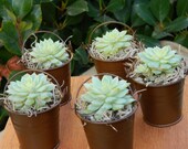 Succulent Wedding Favor, Succulent Bridal Shower Favor, Rustic Wedding Favor, Succulent Plants, Garden Party Favor, Mini Succulent