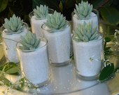 Succulent Wedding Favor, Succulent Bridal Shower Favor, Formal Wedding Favor, Summer Wedding Favor, Special Event