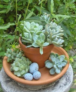 Succulent Cuttings - A Collection of 36 Succulent Cuttings Perfect for Starting a Garden, Centerpieces, Wedding Favors