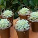 Succulent Wedding Favor, Succulent Bridal Shower Favor, Rustic Wedding Favor, Succulent Plants, Garden Party Favor, Mini Succulent