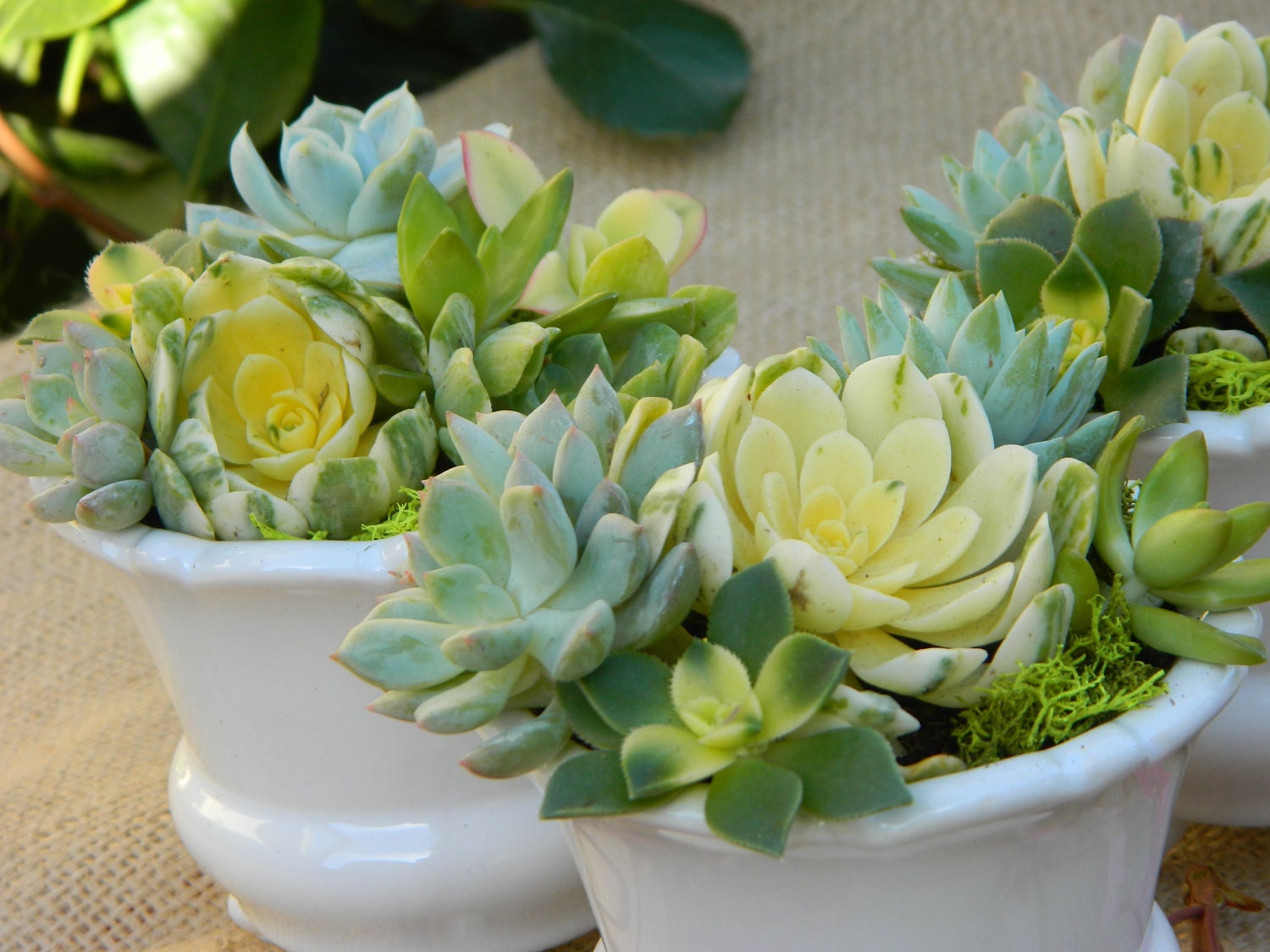 Succulent Wedding Favors, Succulent Bridal Shower Favors, Rustic Wedding Favors, Fall Wedding Favors, Wedding Favor