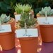 Succulent Wedding Favor, Succulent Bridal Shower Favor, Rustic Wedding Favor, Mini Terra Cotta Favor, Garden Party Favor, Fundraising Event