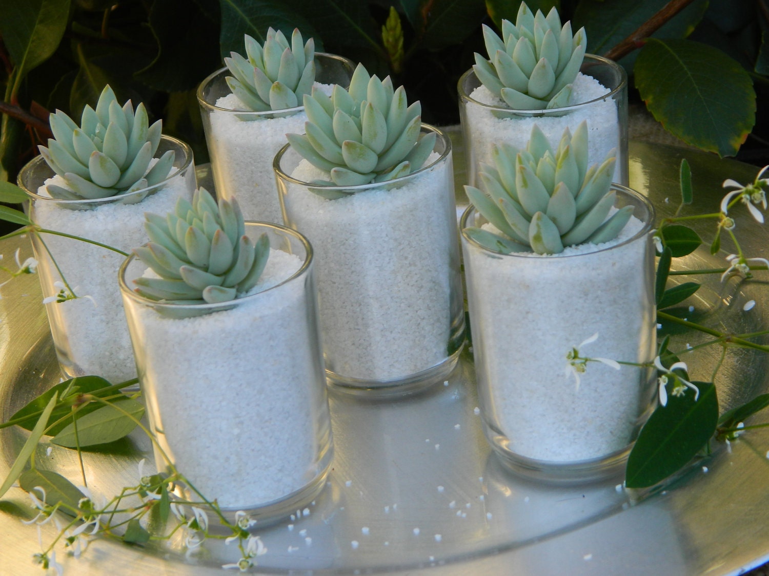 Succulent Wedding Favor, Succulent Bridal Shower Favor, Formal Wedding Favor, Summer Wedding Favor, Special Event