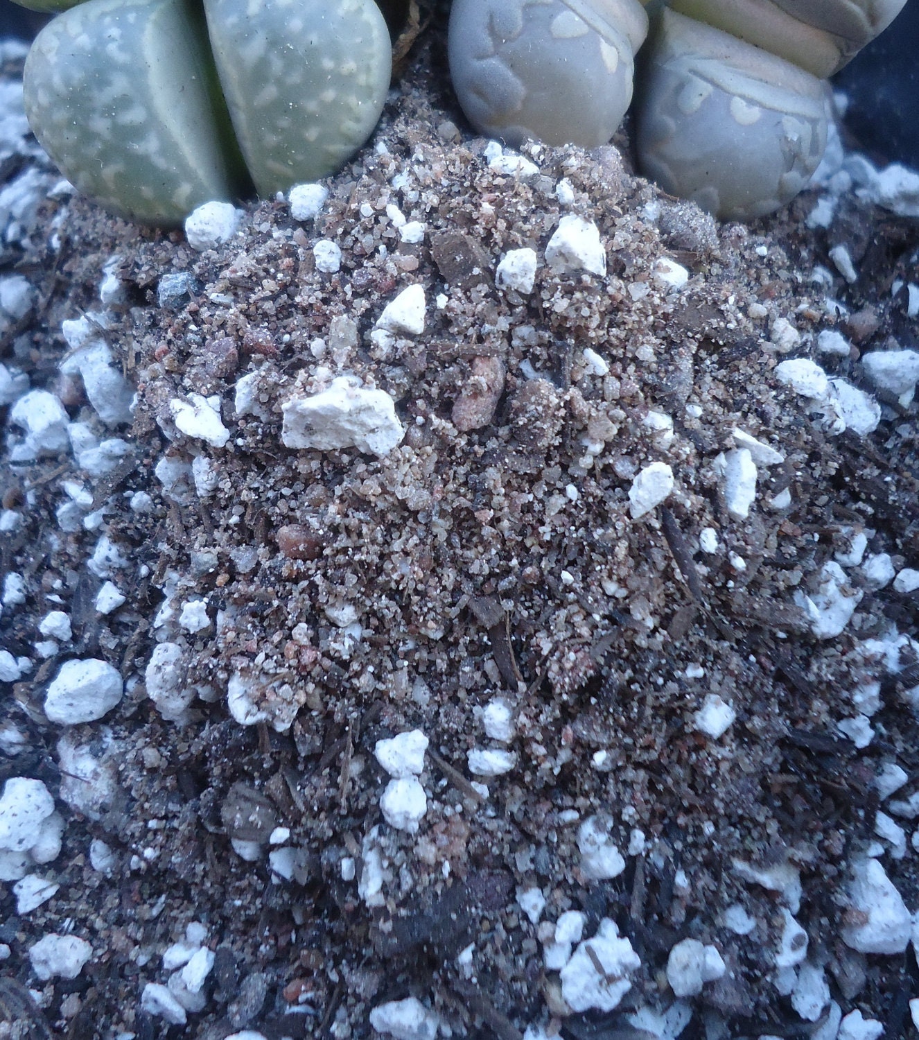 1Lb. Lithops Soil Blend