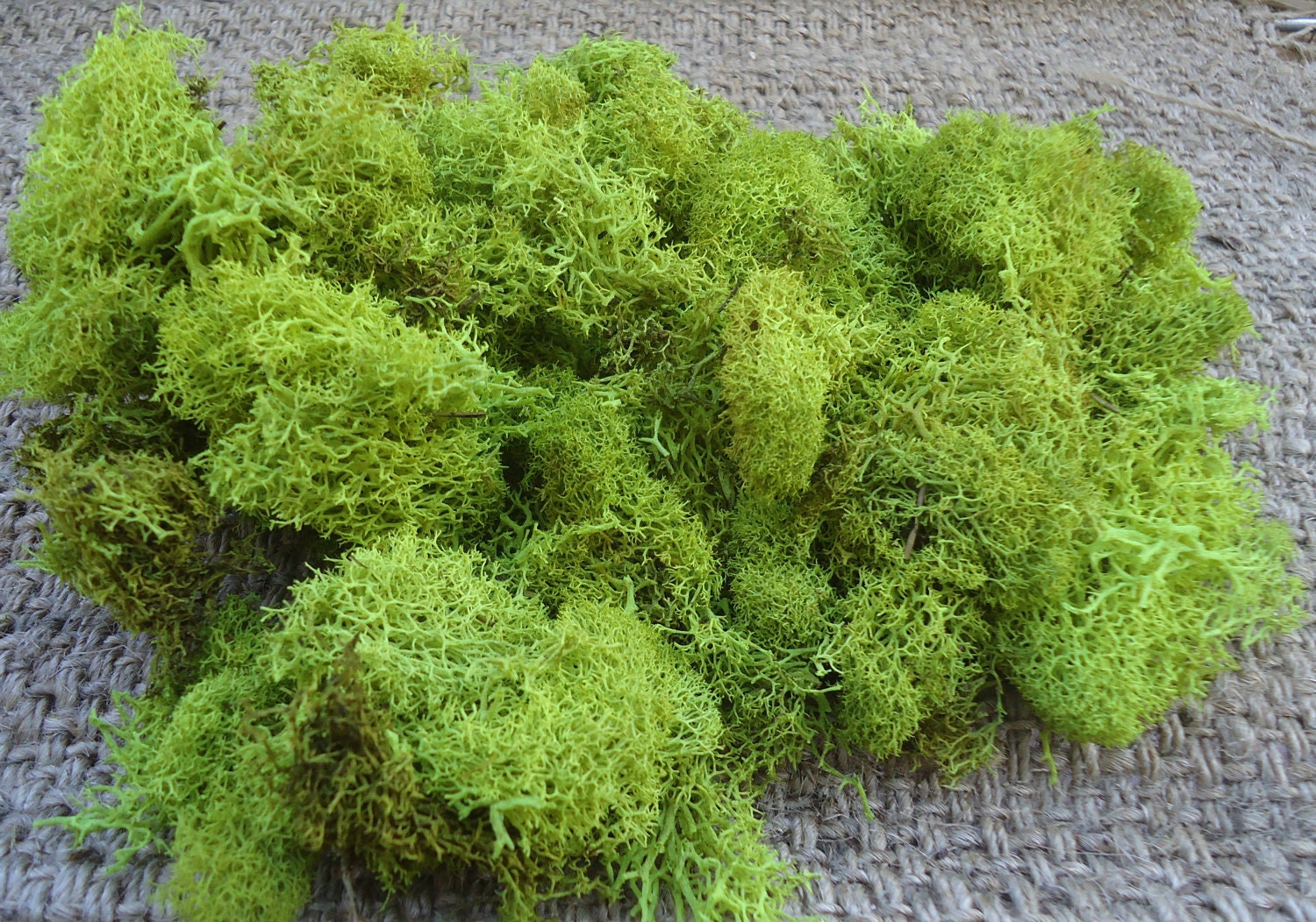 Reindeer Lichen-Chartreuse