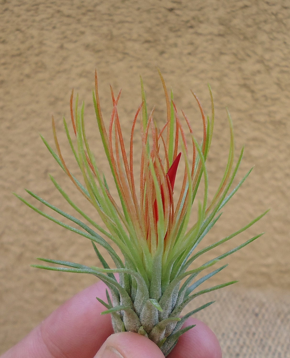Tillandsia Andreana Air Plant