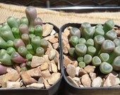 Baby Toes Succulent-Fenestria Rhopalophylla