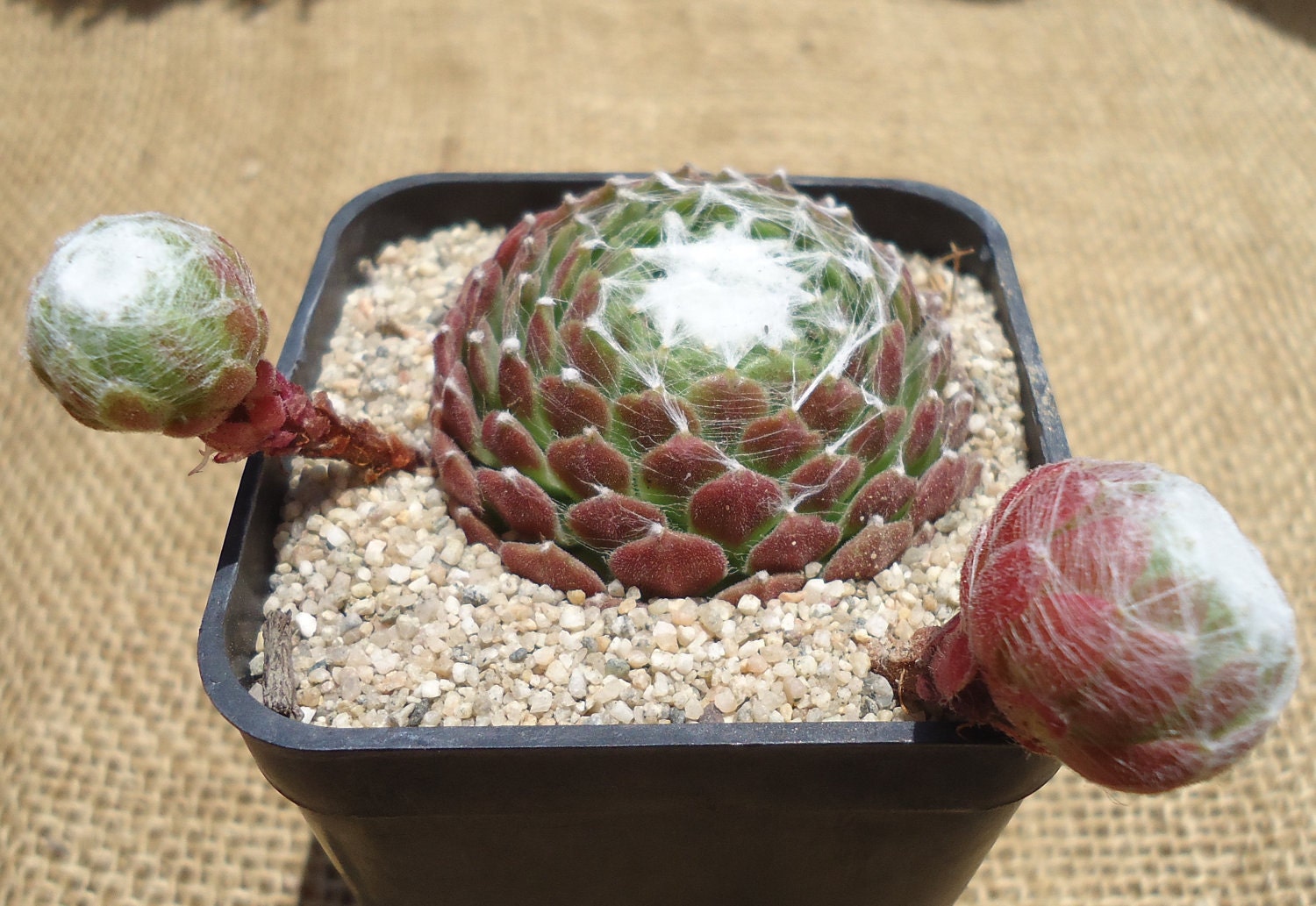 Sempervivum "Cebenese"