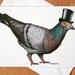 Pigeon in a Top Hat: A6 Birds in Hats Greetings Card
