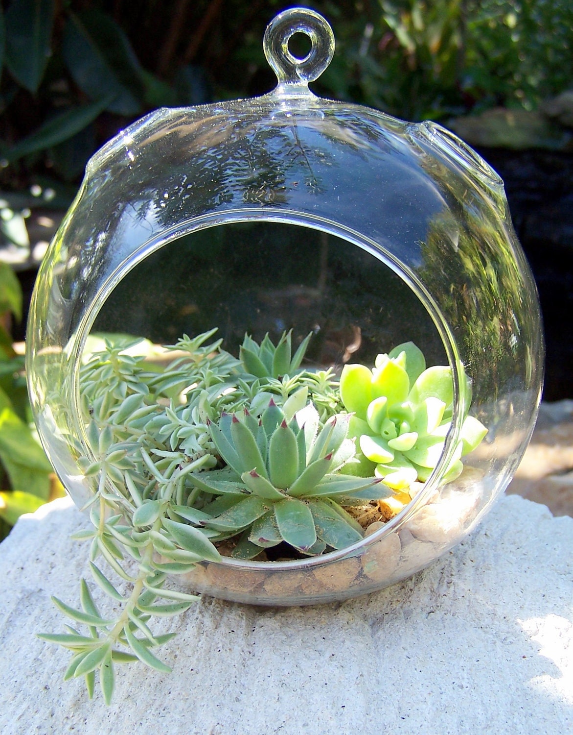 Hanging Terrarium with Succulents DIY Medium size Glass globe Wedding Centerpieces A