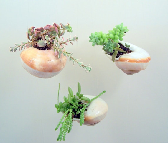 Hanging Shell with Succulent Plants DIY Vertical Gardening