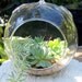 Hanging Terrarium with Succulents DIY Medium size Glass globe Wedding Centerpieces A