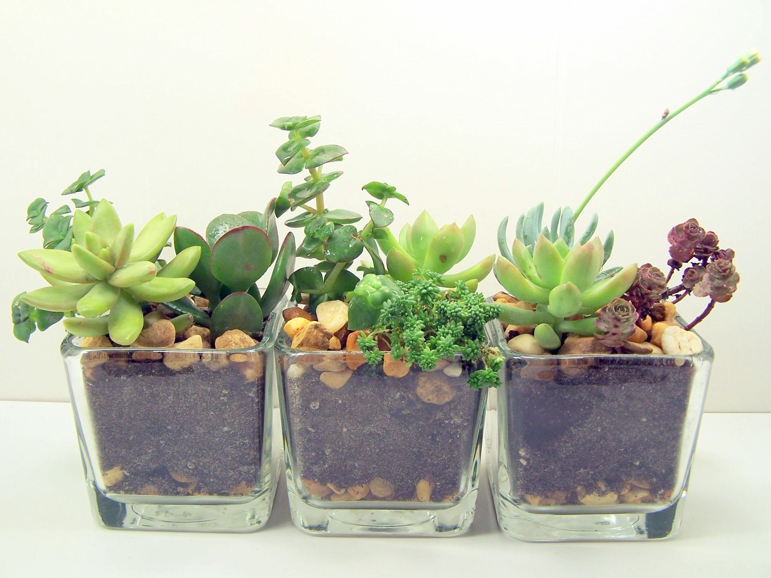 Terrarium Succulent planter DIY kit Desk Accessories or Wedding Centerpieces