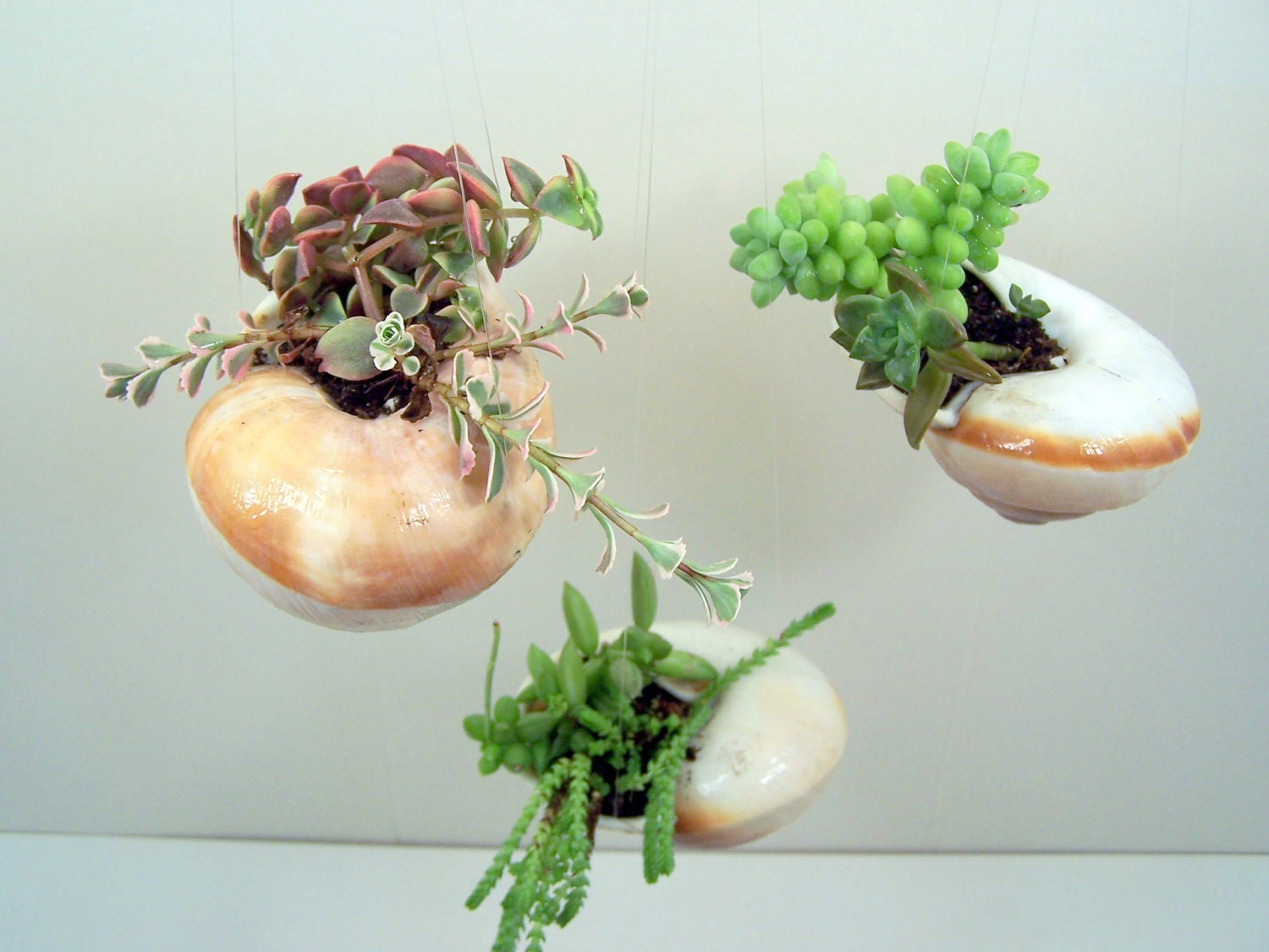 Hanging Shell with Succulent Plants DIY Vertical Gardening