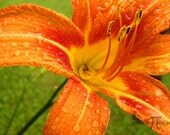 day lily - 5x7 photographic print - orange flower art, summer lily, dew drops, colorful, fine art photography, nature photo