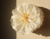 Baby Bulla Flower
