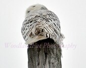 White Owl, Snow Owl, winter, bird, Nature Photography, "Let Me See You Shake Your Tail Feathers"  8x10