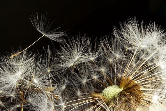 Macro of Fluffy Dandelion Seeds on Black Background Original Signed Print by Photographer, Guy Pushée