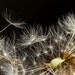 Macro of Fluffy Dandelion Seeds on Black Background Original Signed Print by Photographer, Guy Pushée