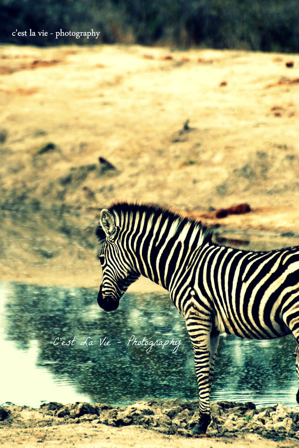 African Safari Fine Art Photography 8"x10" - Baby Zebra at watering hole. - CestLaVieArt