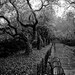 Black and White  (8x10)   Under the Rain