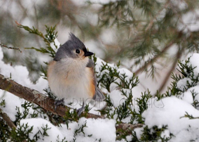 Bird Photography Print - Winter Bird Photo - Fine Art Photograph - Bird Print - Forest Animal Print - Bird Wall Art - "Titmouse in Winter""