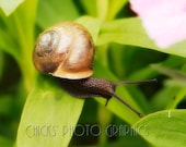 Snail Photography 3, on Green Leaf, Pink Flower, 8x10, Fine Art Photo Print, One of 3, Three
