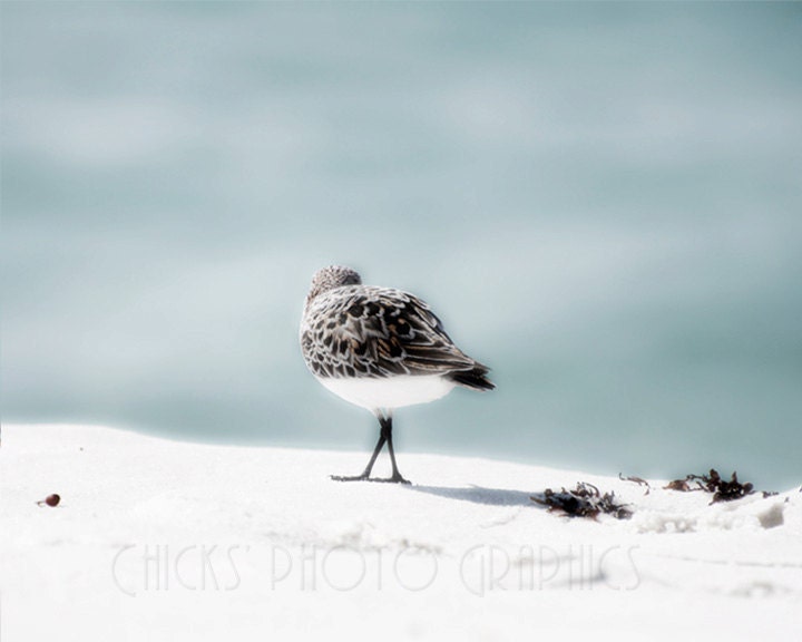 Beach Photography, Sandpiper No3, 8x10 Print, Sea Shore, Nautical, Blue, White, Black, Brown, Seagull