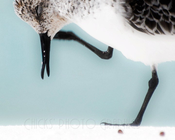 Beach Photography, Sandpiper Close-up, 16x24" Print, Sea Shore, Nautical, Blue, White, Black, Brown, Squinting Seagull