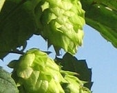 2012 Perle Hops for Homebrewing - Whole Leaf hops - 1 oz.
