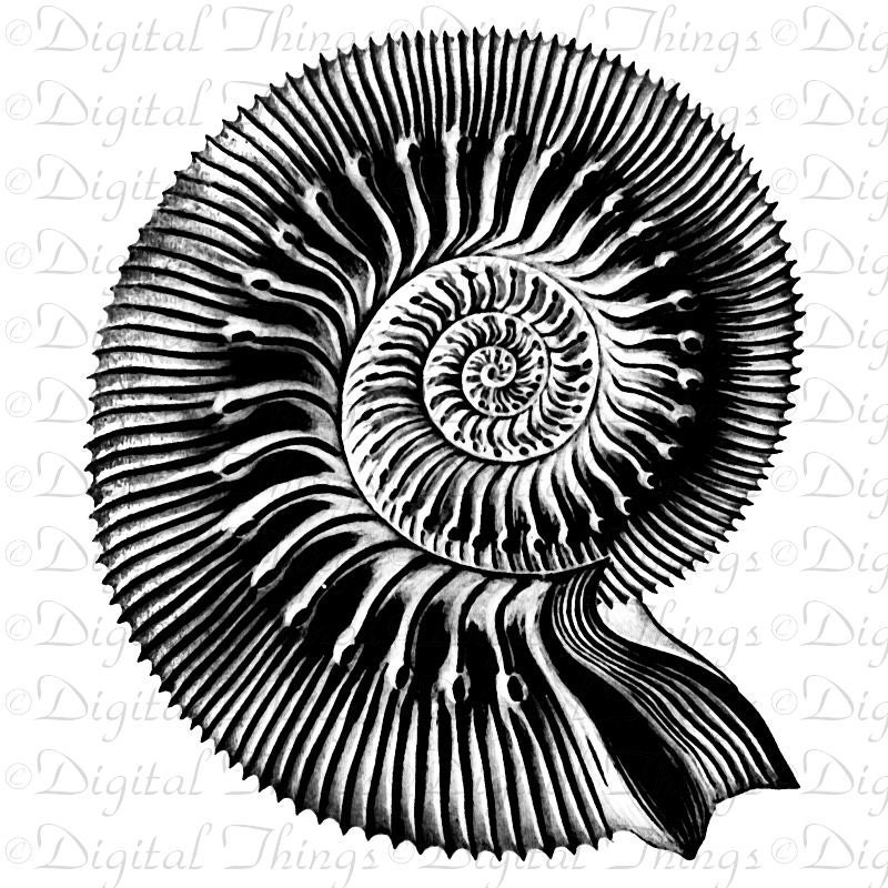 Digital Download for Iron on Transfer Shell Seashells Ocean Marine Life Beach Tea Towel Fabric Pillow DT664
