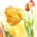 Weave Me the Sunshine - Small Print of radiant tulips in glowing reds, yellows, mossy green