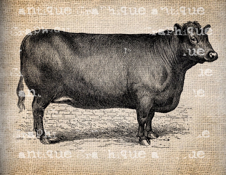 Antique Vintage Cow Steer Dairy Farm  Illustration Clipart Digital Download for Papercrafts, Transfer, Pillows, etc. Burlap No. 2055
