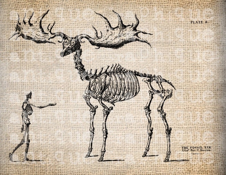 Elk Skeleton