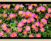 Pink Portulaca Photo card Art Photography