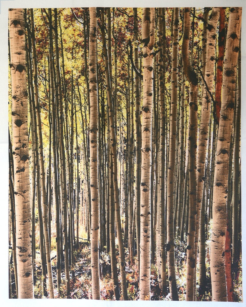 Kona Cotton Golden Aspen Tree Trunks 16 x 20 inches