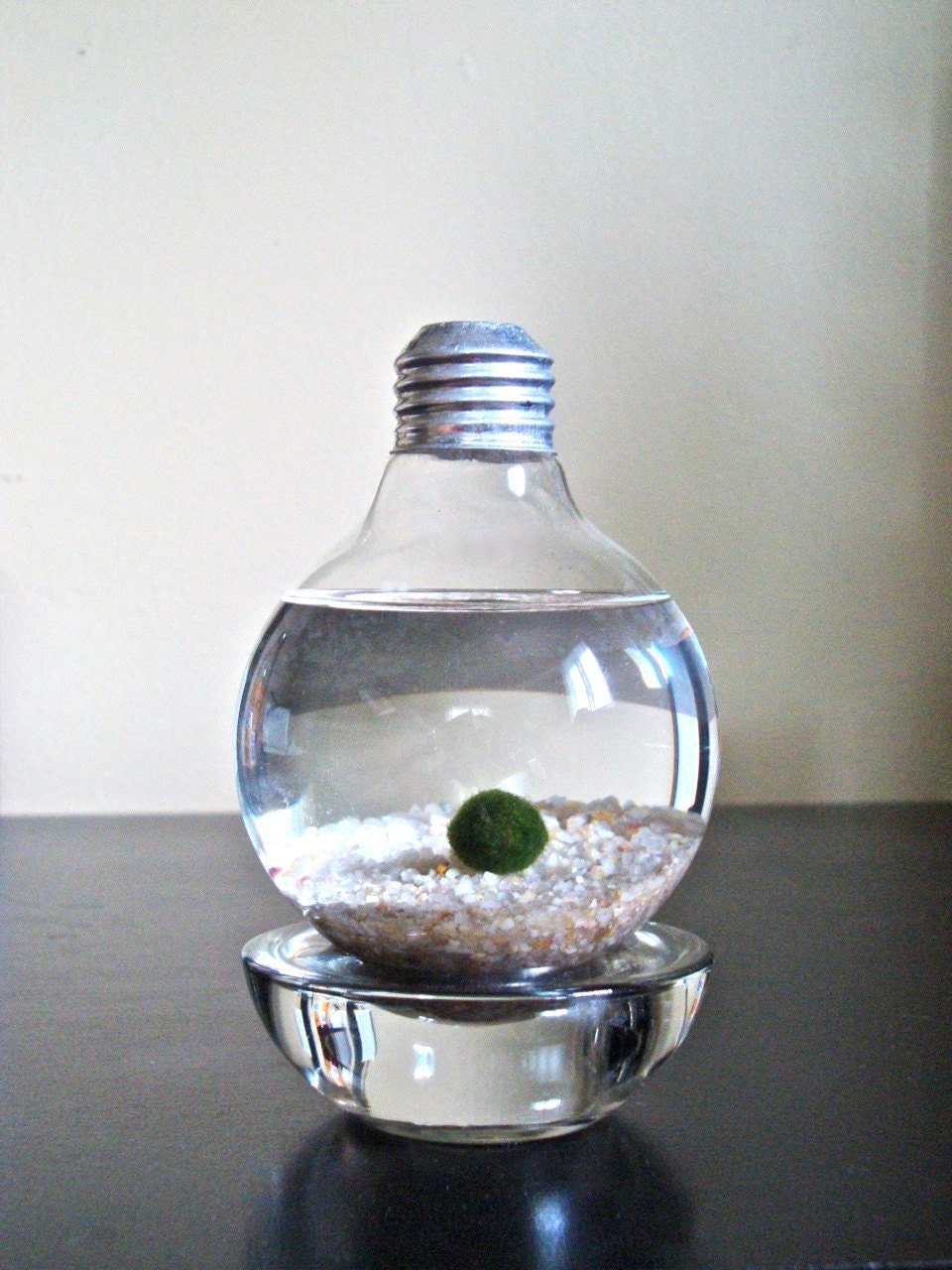 Marimo Moss Ball in a Repurposed Light Bulb / Lightbulb Aqua Terrarium
