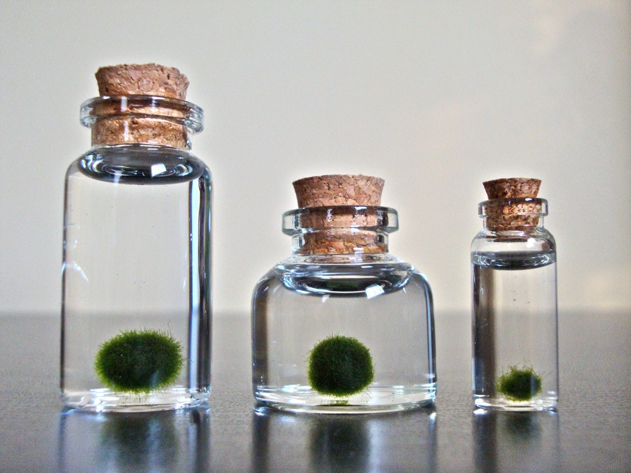 A Family of Three Assorted Sizes of Miniature Marimo Moss Ball Bottles