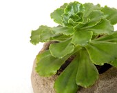 Echeveria in a hypertufa planter.