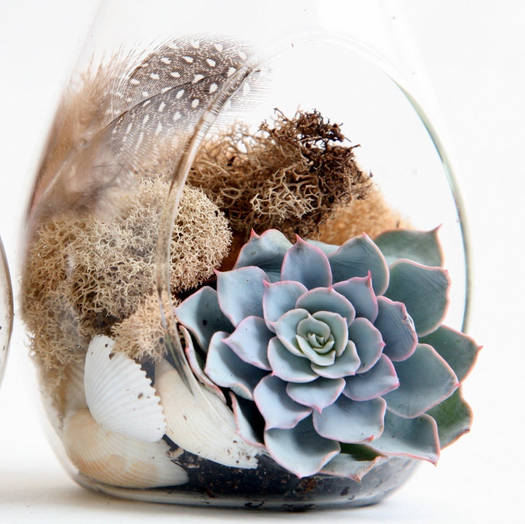 Set of 2: Teardrop shaped terrarium - natural history & easy care.