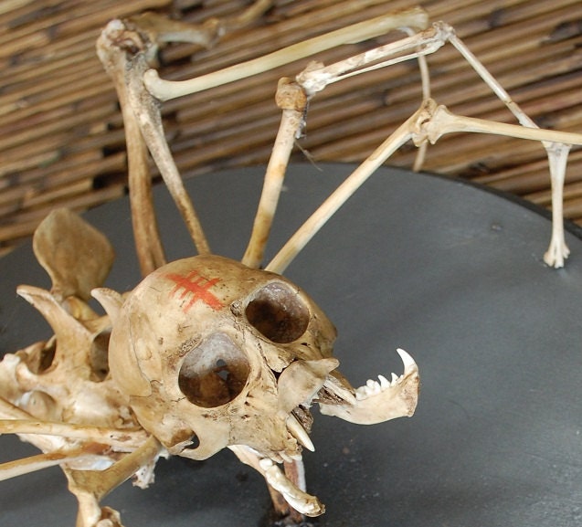 spider skeleton: creepy taxidermy art, spider monkey articulated mount