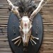 for men, hunters: whitetail skull with driftwood antlers, taxidermy mount with skeleton keys and wasp's nest