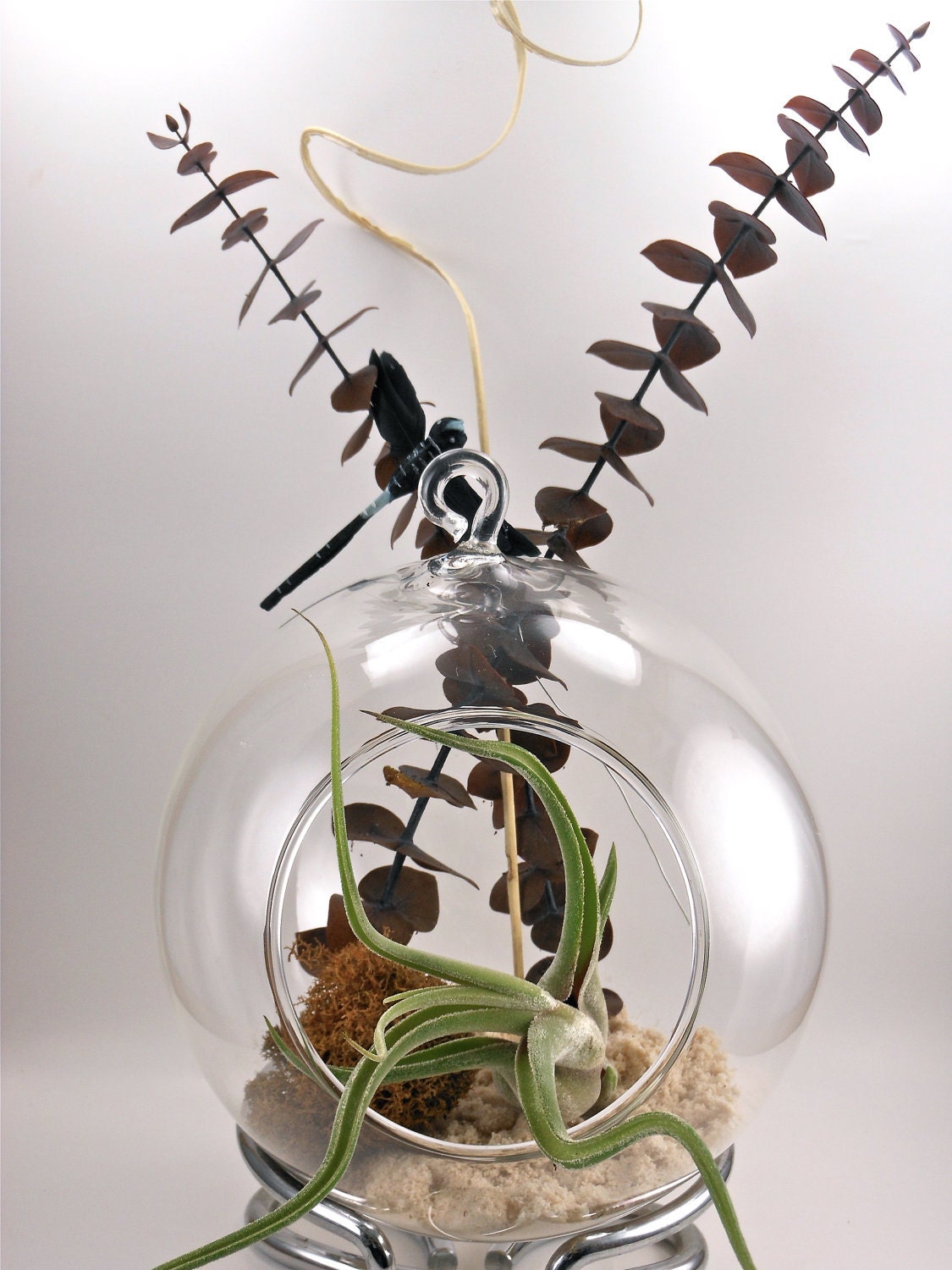 Air Plant // Glass Globe Terrarium // Extra Large Hanging Glass Orb // Gifts under 50 // Home Decor