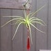 Air Plant Hanging Window Ornaments- Assorted 3 pack - Unique Gift Spring Birthday Gift For Mom Gifts under 50