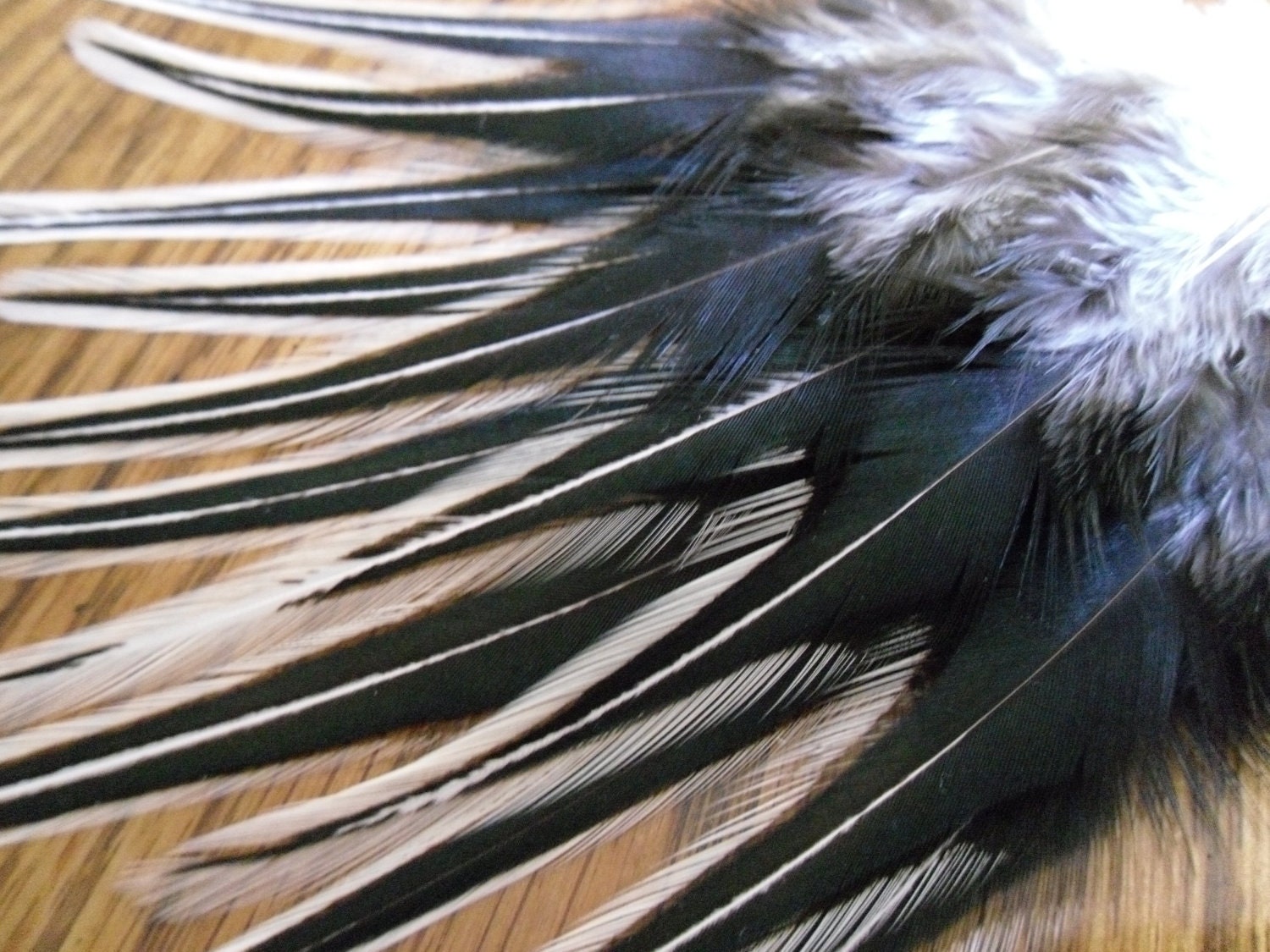 Hair or Craft Feathers, Black Laced White Rooster Feathers Qty12